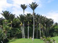 Albums/20060200-New Zealand 2006/20060205-Greymouth_Punakaiki/31